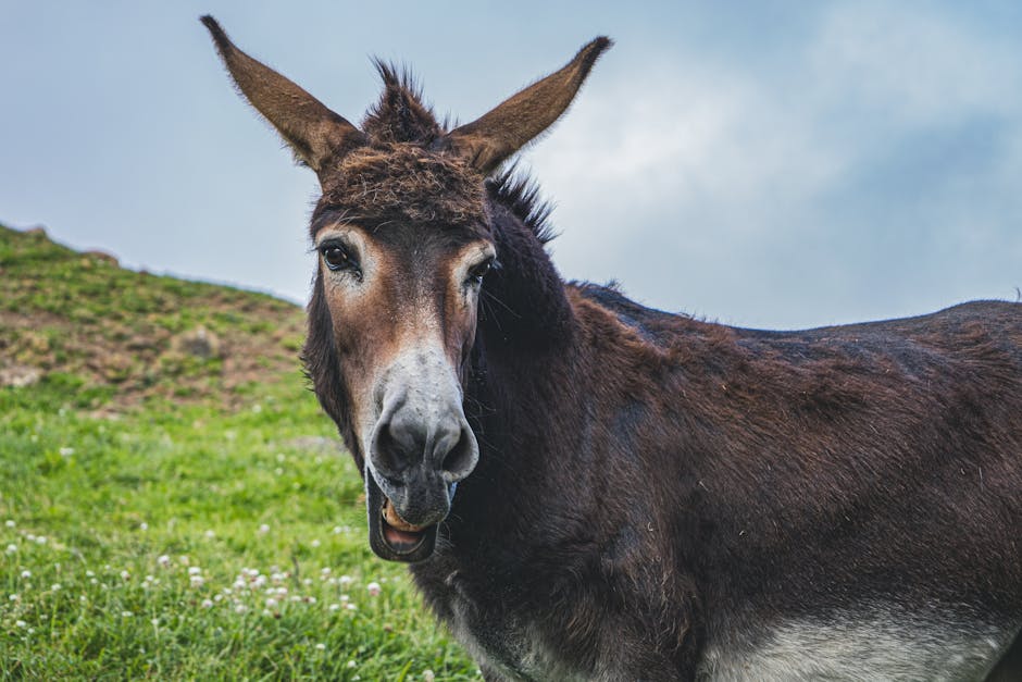 Carne de burro en Chubut abre debate por vacío legal y riesgos sanitarios