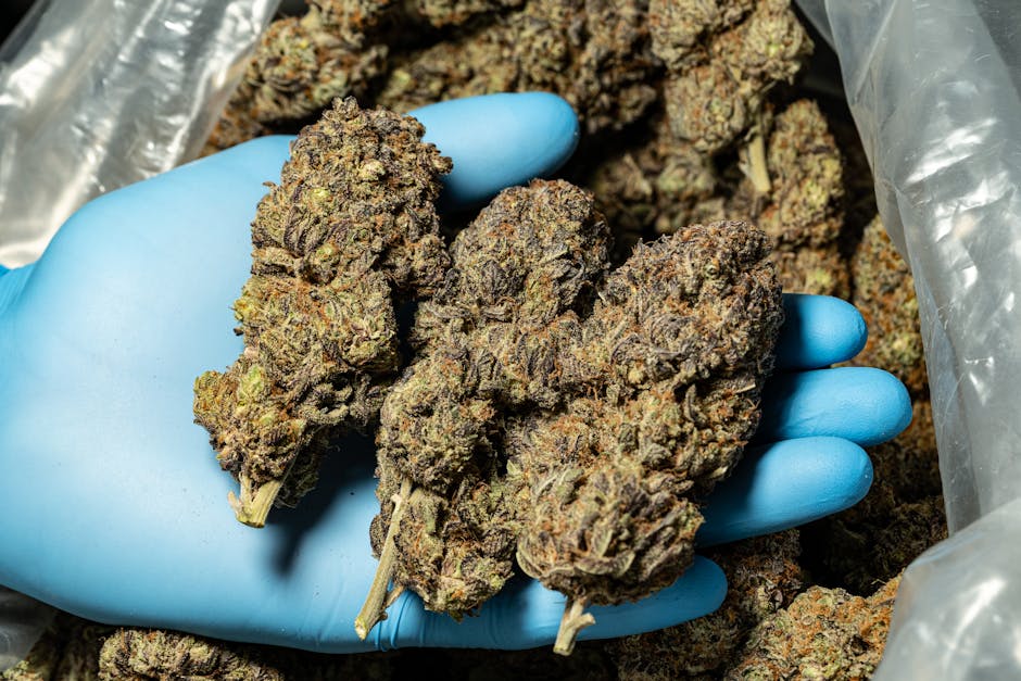 Calama: PDI incauta 526 kilos de cannabis y un Starlink tras hallar camioneta robada