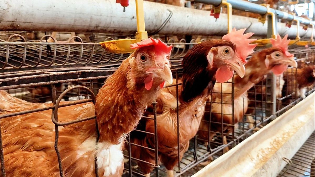 Chile reabre en menos de una semana sus exportaciones avícolas tras el foco de H5N1