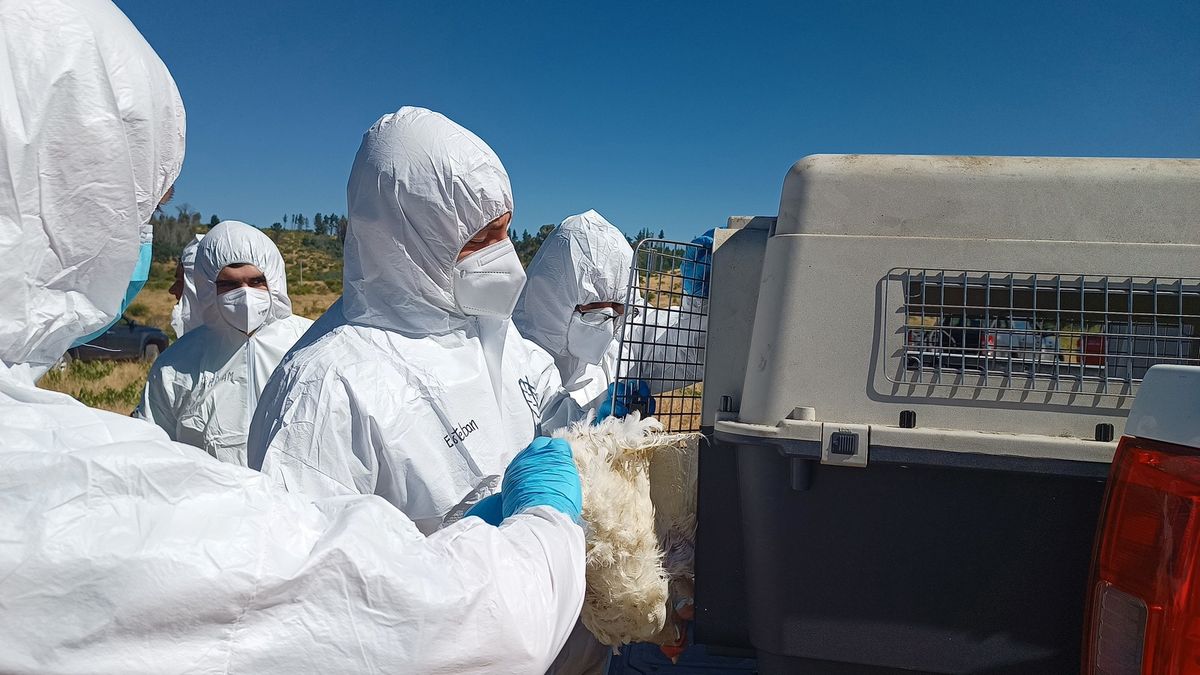 El SAG confirma brotes en Ñuble y Maule: ya son 18 focos de gripe aviar y más de 700 mil aves afectadas