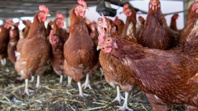 Chile suspende todas sus exportaciones avícolas tras detectar influenza aviar H5N1 en plantel industrial de El Monte