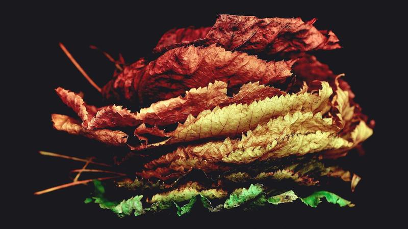 Kast sacó 48 decretos de Boric al asumir: parques nacionales, el pingüino de Humboldt y las ranitas que quedaron en el limbo