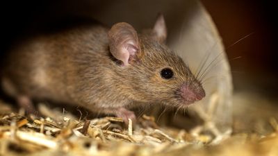 Niña muere por hantavirus en Hijuelas: ISP confirma el caso y descarta nuevos contagios