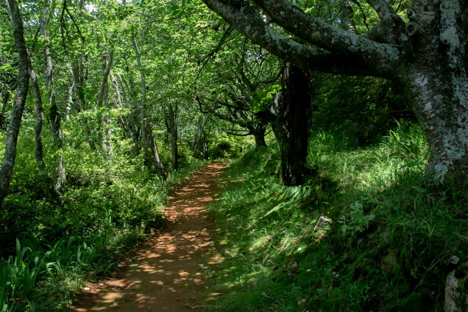 Sendero en bosque nativo