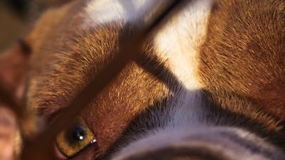 Pareja formalizada en Mariquina por degollar a un perro y atacar a menor que intentó impedirlo