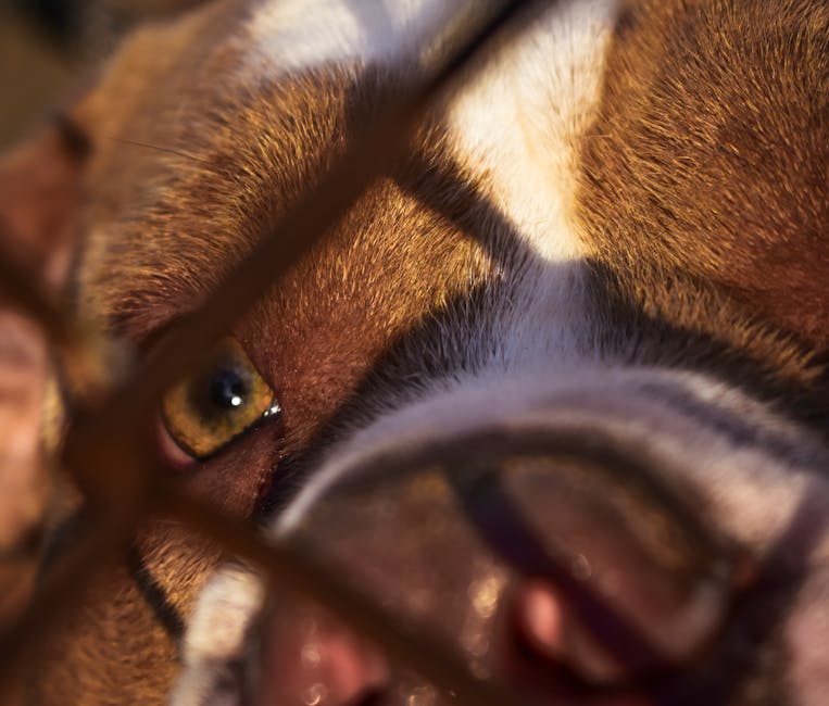 Pareja formalizada en Mariquina por degollar a un perro y atacar a menor que intentó impedirlo