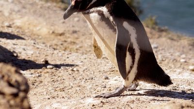 Hallan cuerpo de mujer en Porvenir: podría ser Dafne Heresmann, joven extraviada en el Estrecho