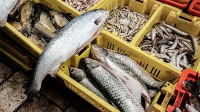 Robaron 55 kilos de salmón a emprendedora en Coronel, golpearon a Carabineros y quedaron libres con arresto nocturno